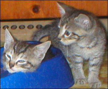 Meet the Kitties!