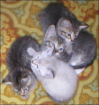 Meet the Kitties!