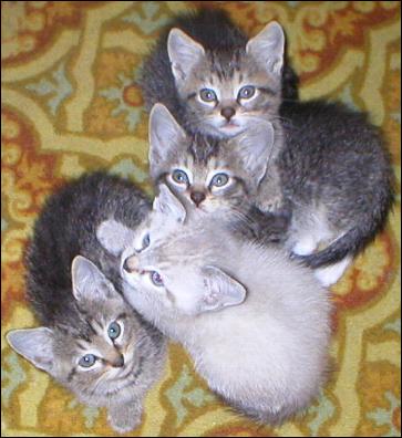 Meet the Kitties!