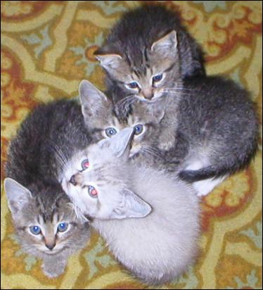 Meet the Kitties!