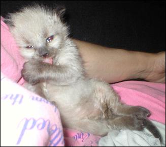 It's baby Cream Puff!