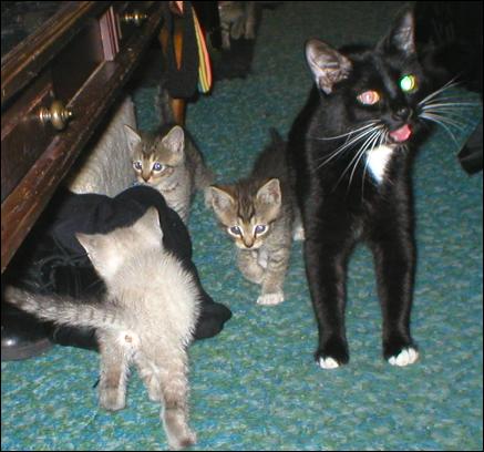 Meet the Kitties!