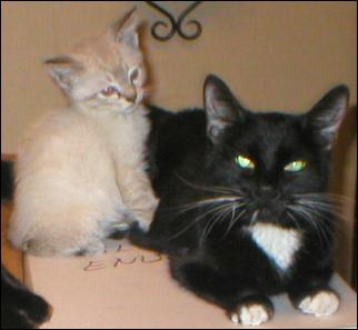 Meet the Kitties!