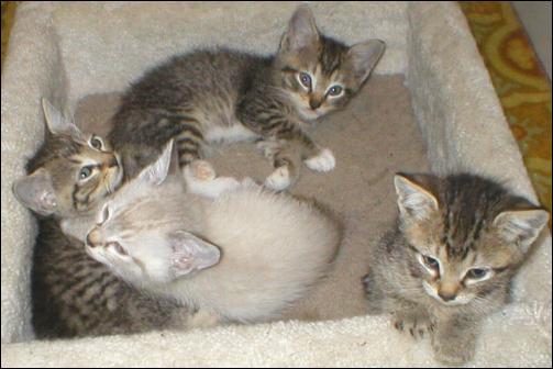 Meet the Kitties!
