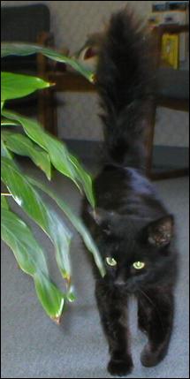 It's Shadow!