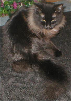 It's Shadow