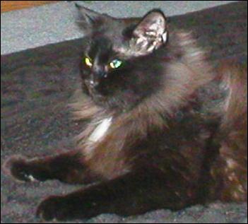 It's Shadow
