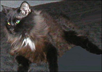 It's Shadow