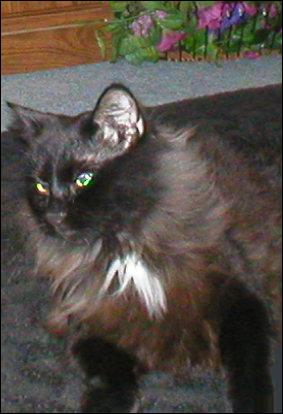 It's Shadow