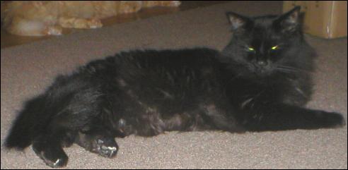 It's Shadow