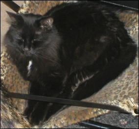 It's Shadow