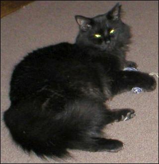 It's Shadow!