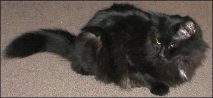 It's Shadow