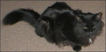 It's Shadow