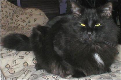 It's Shadow!