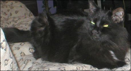 It's Shadow!