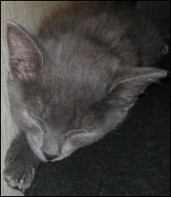 It's Smokey Joe