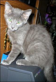 It's Smokey Joe