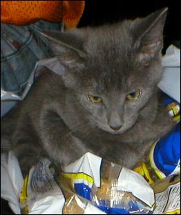 It's Smokey Joe