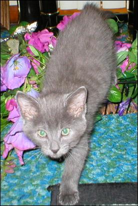 It's Smokey Joe