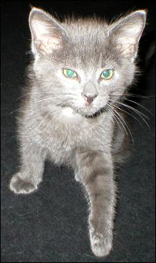 It's Smokey Joe