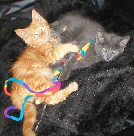 Meet the Kitties!