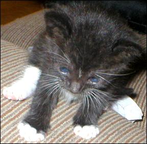 It's Sox