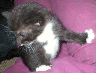 It's Sox