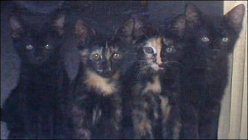 Meet the Kitties!