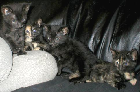 Meet the Kitties!