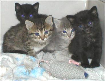 Fab 4!