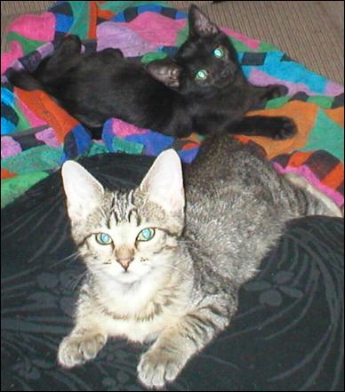 Meet the Kitties!