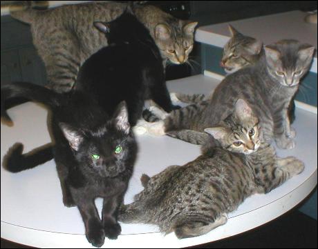 Meet the Kitties!