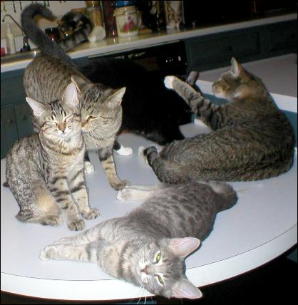 Meet the Kitties!