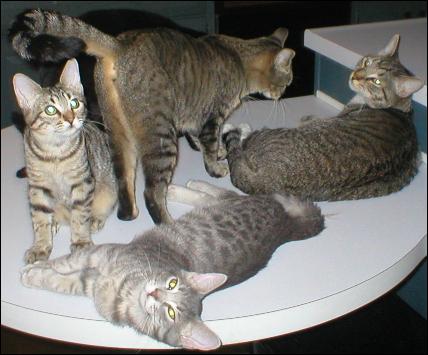Meet the Kitties!