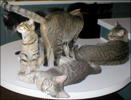 Meet the Kitties!