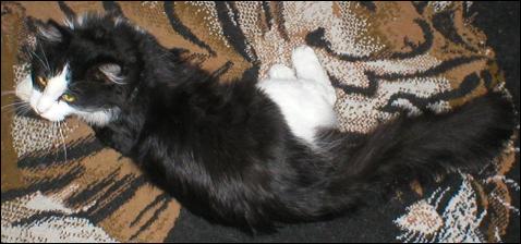 It's Sylvester