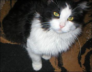 It's Sylvester