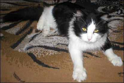 It's Sylvester