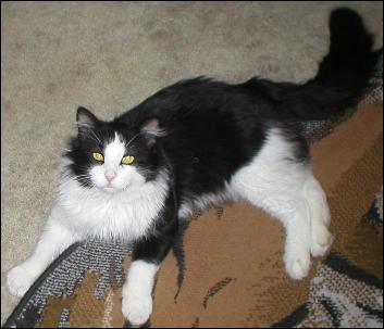 It's Sylvester