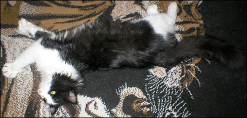 It's Sylvester