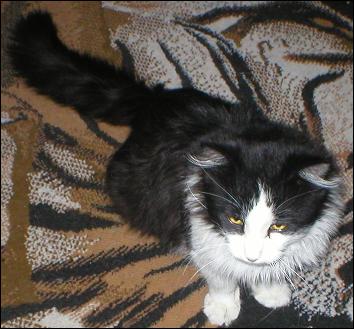 It's Sylvester