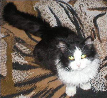 It's Sylvester!