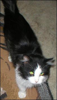 It's Sylvester
