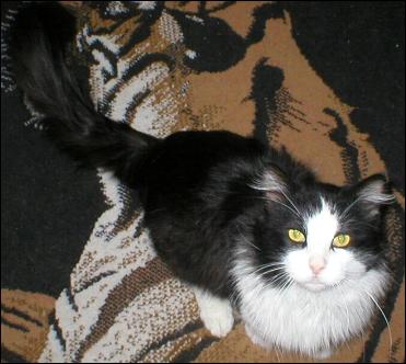 It's Sylvester