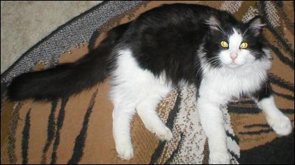 It's Sylvester!