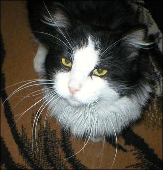 It's Sylvester!