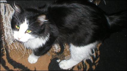 It's Sylvester