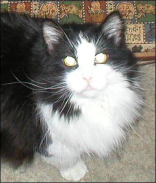 It's Sylvester