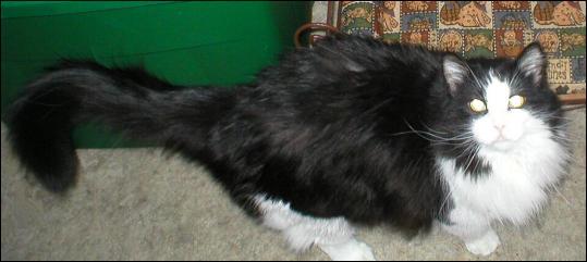 It's Sylvester